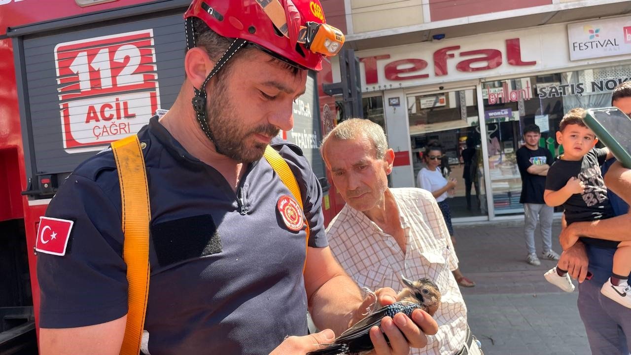 152 yıllık anıt ağaçta mahsur kalan kuş itfaiye ekipleri tarafından kurtarıldı