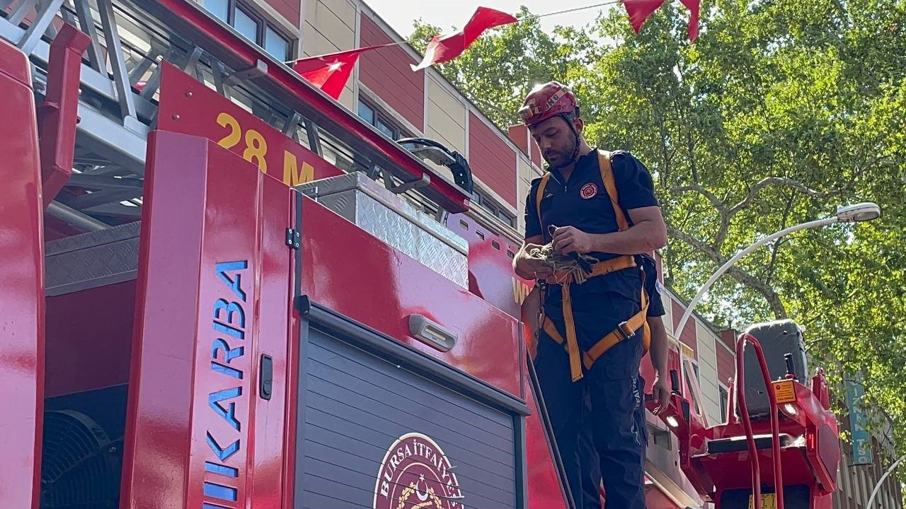 152 yıllık anıt ağaçta mahsur kalan kuş itfaiye ekipleri tarafından kurtarıldı