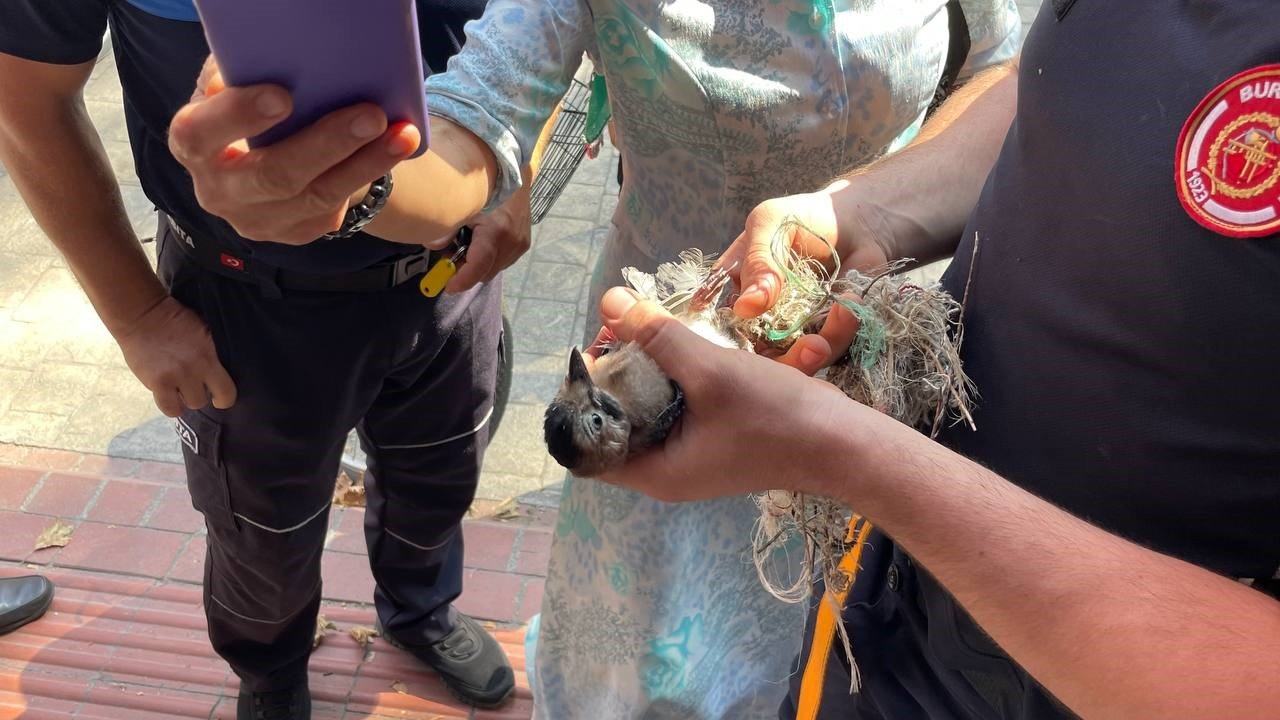 152 yıllık anıt ağaçta mahsur kalan kuş itfaiye ekipleri tarafından kurtarıldı