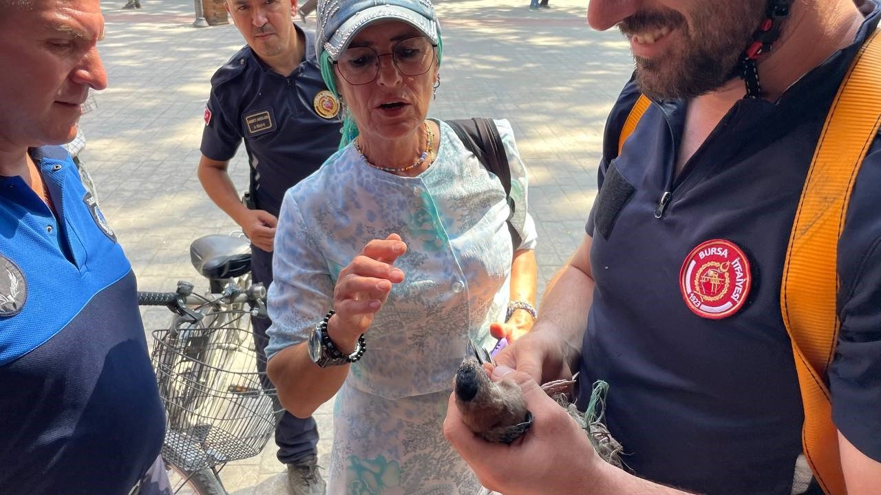 152 yıllık anıt ağaçta mahsur kalan kuş itfaiye ekipleri tarafından kurtarıldı