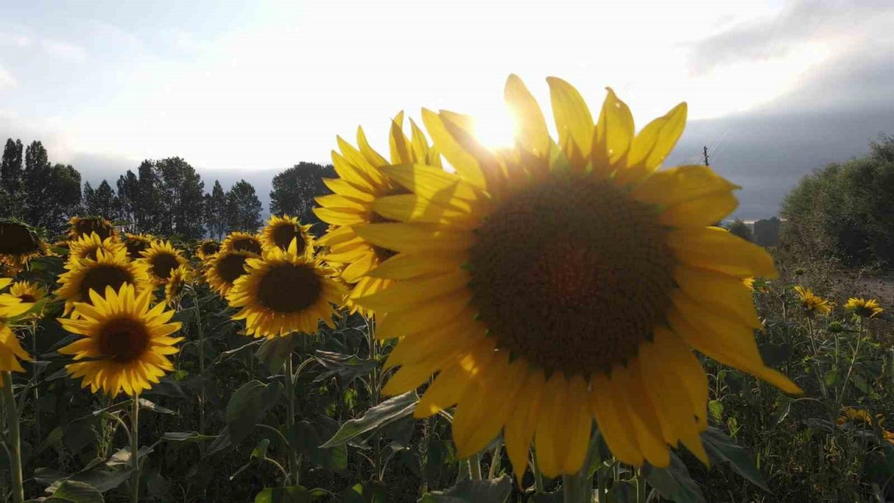 Ayçiçek tarlalarında kartpostallık görüntüler