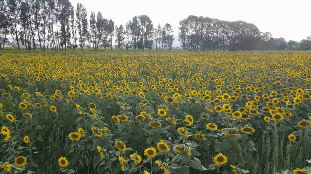 Ayçiçek tarlalarında kartpostallık görüntüler