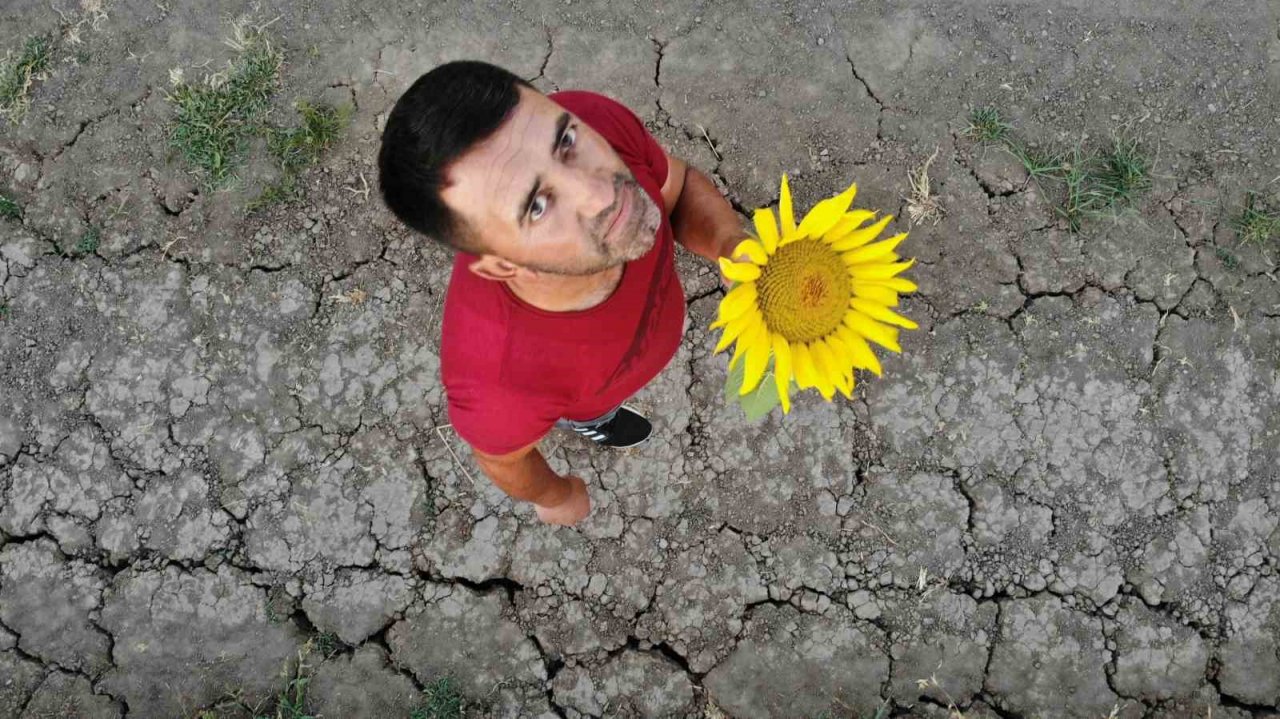 Ayçiçek tarlalarında kartpostallık görüntüler