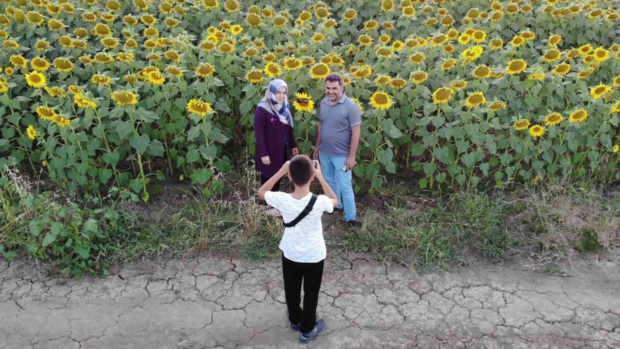 Ayçiçek tarlalarında kartpostallık görüntüler
