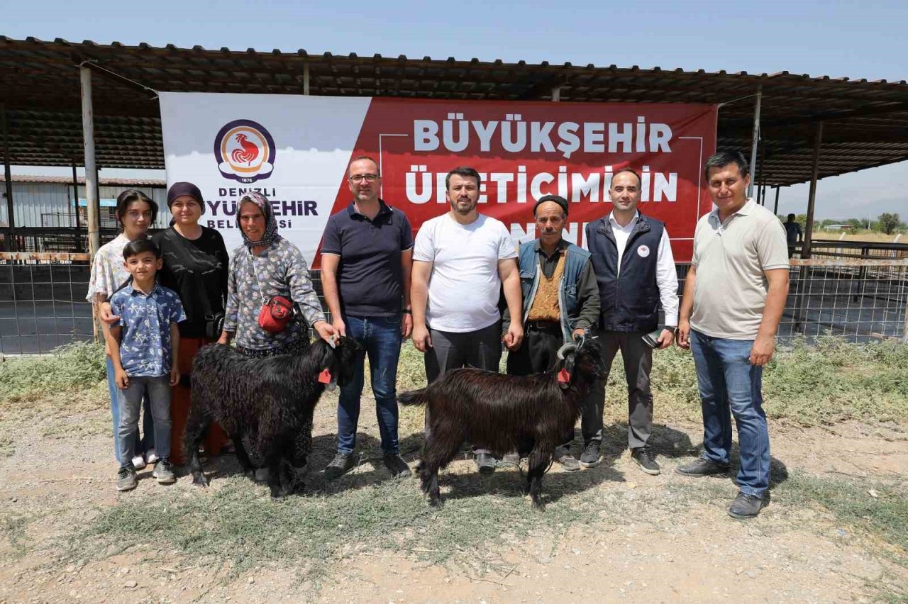 Denizli’de 489 üreticiye 978 adet damızlık koç ve teke hibe edildi