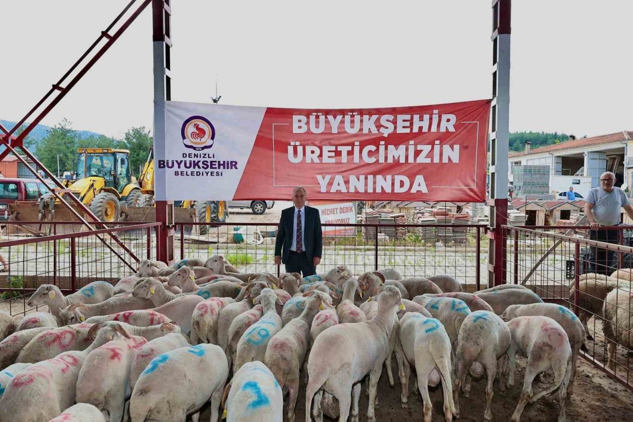 Denizli’de 489 üreticiye 978 adet damızlık koç ve teke hibe edildi