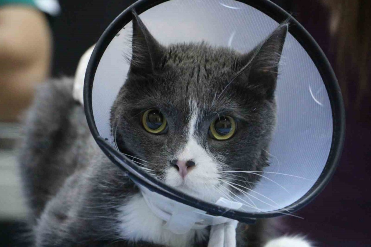 Bir sene içinde 6 ameliyat geçiren ’Duman’, ampute edilerek yaşamını sürdürüyor