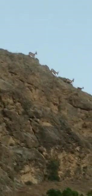 Koruma altındaki dağ keçileri tarihi ilçede görüntülendi