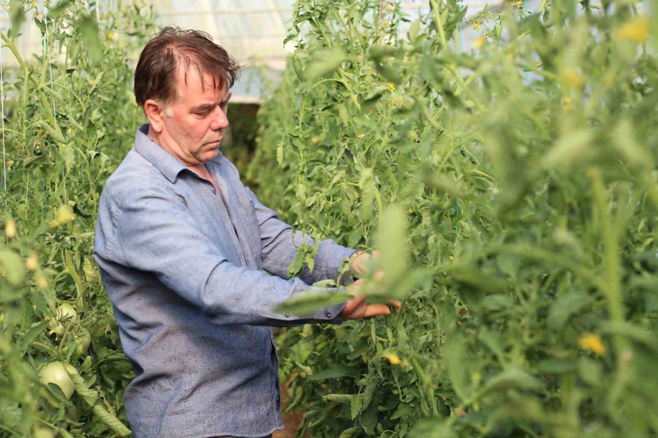 Bu yılın hedefi 1,8 kilogramlık domates