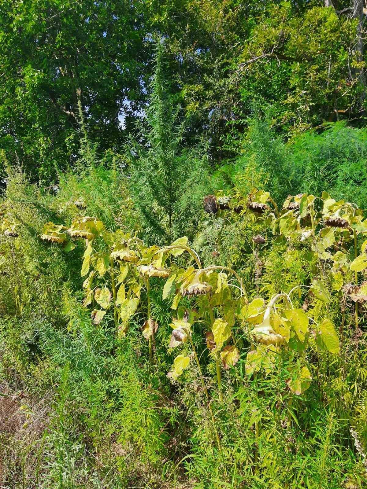 560 bin kök kenevir ele geçirildi