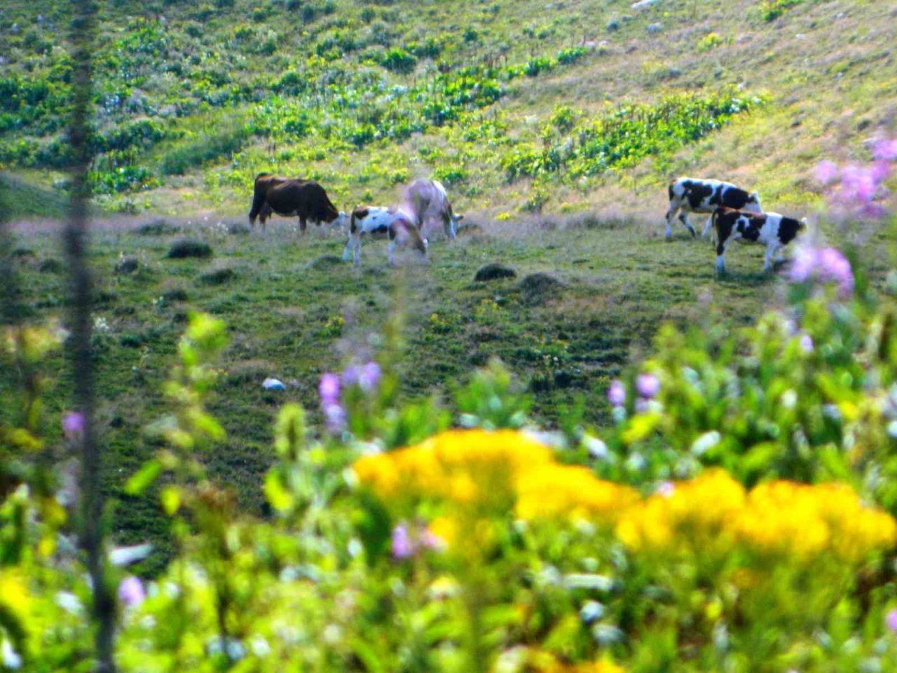 Posof’ta iklim değişikliğinin izleri