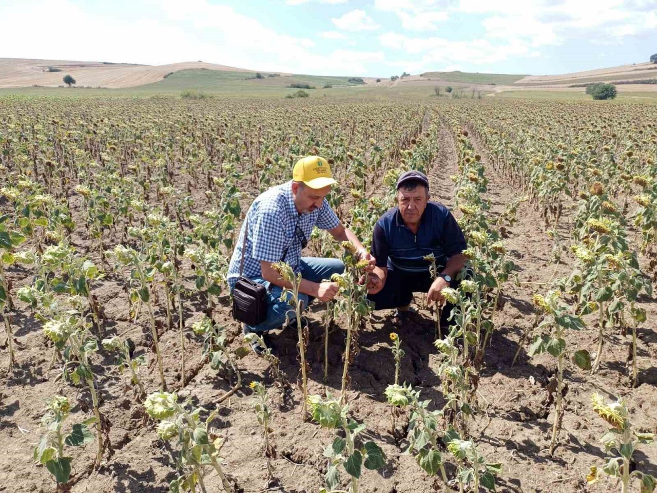 Verim kaybı ve rekolte düşüklüklerine yerinde tespit