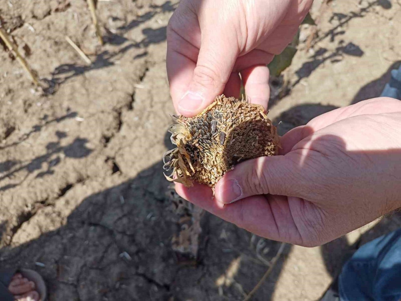Verim kaybı ve rekolte düşüklüklerine yerinde tespit