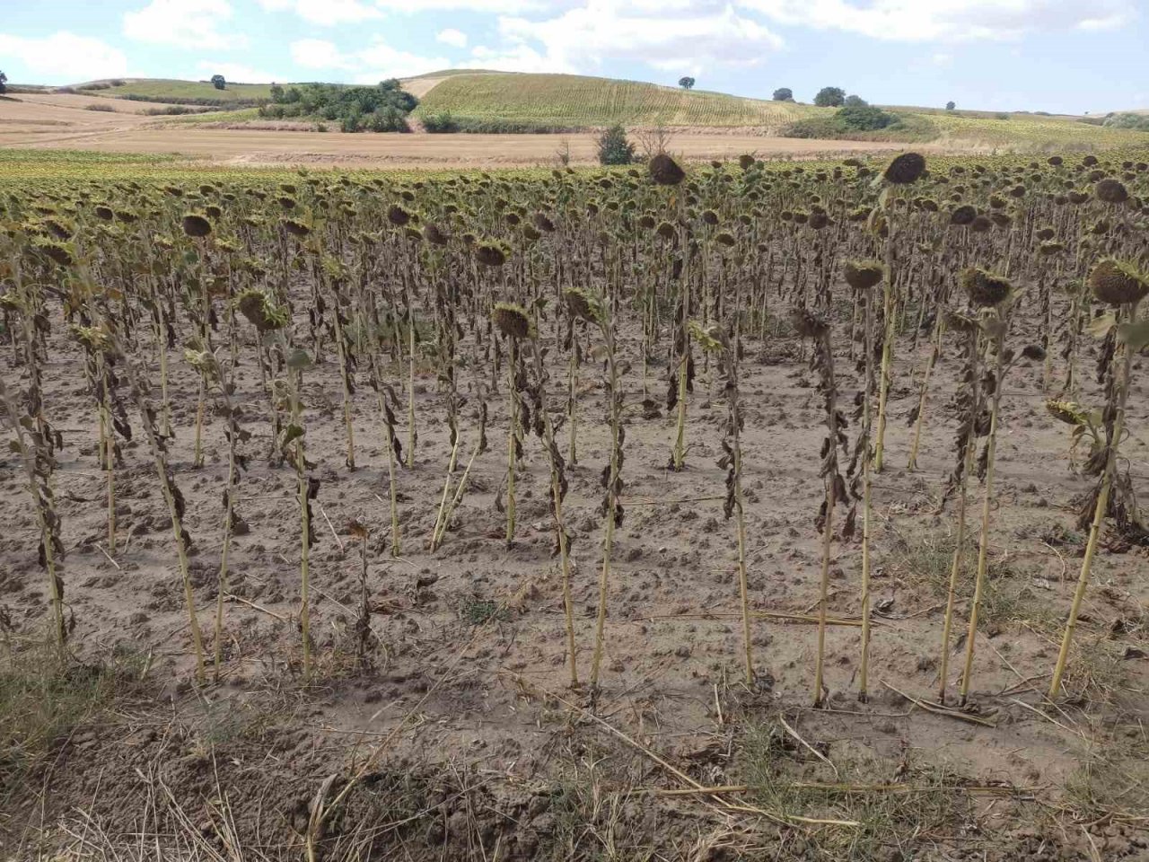 Verim kaybı ve rekolte düşüklüklerine yerinde tespit