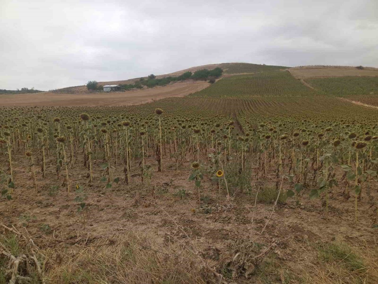 Verim kaybı ve rekolte düşüklüklerine yerinde tespit