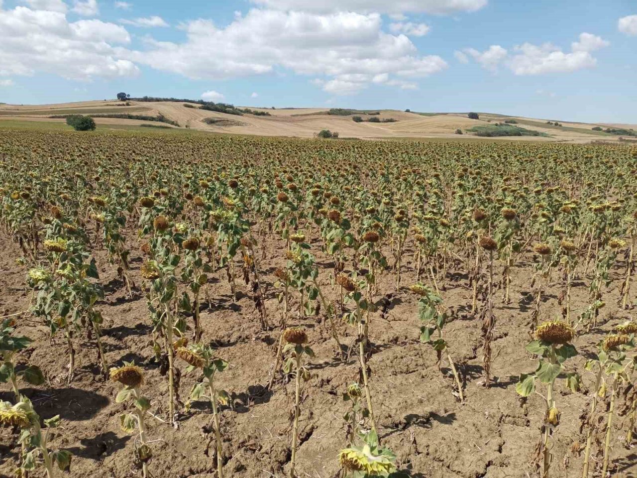 Verim kaybı ve rekolte düşüklüklerine yerinde tespit