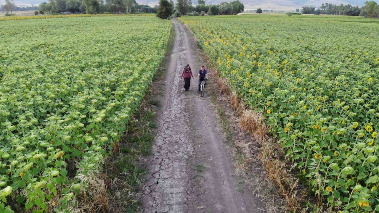 Ayçiçek tarlalarında kartpostallık görüntüler
