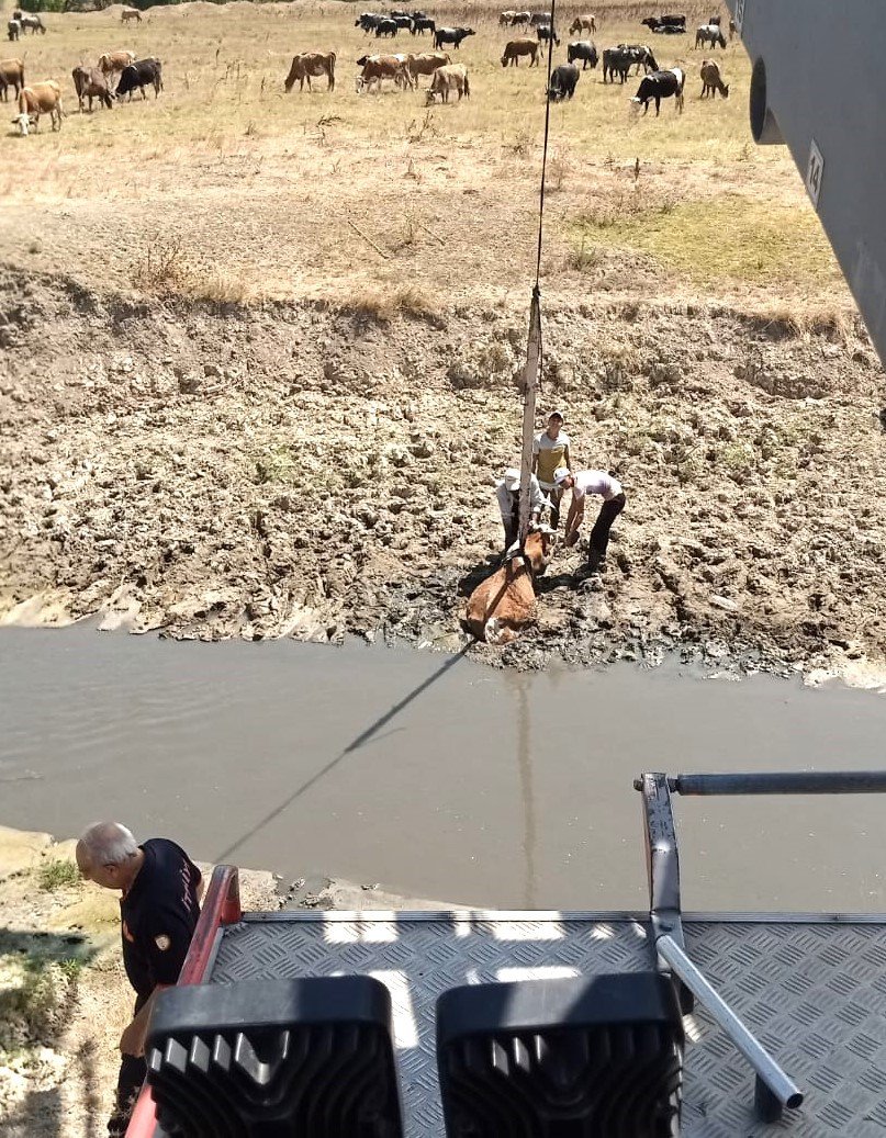 Kütahya’da bataklığa saplanan ineği itfaiye kurtardı