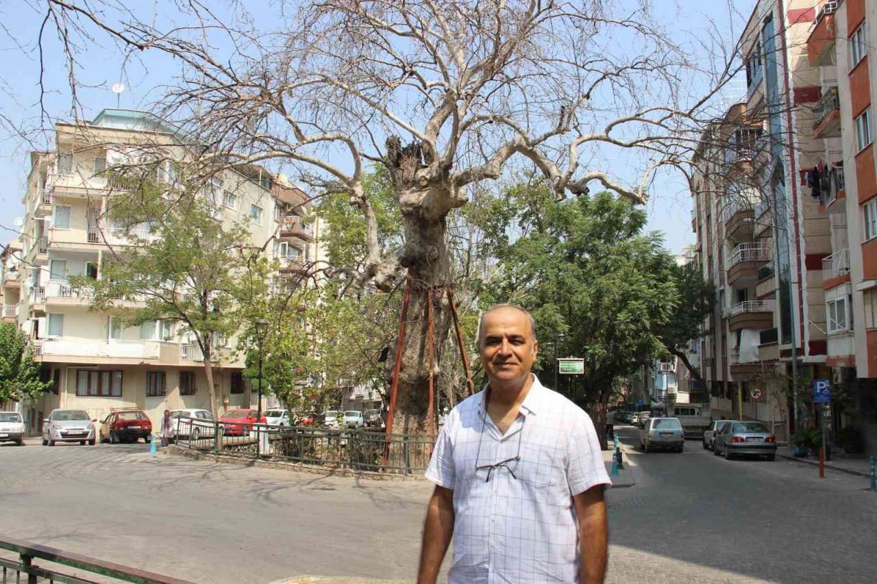 Asırlık çınarlar kurumaya başladı