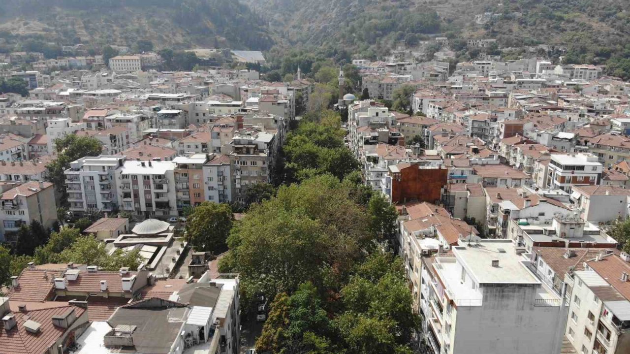 Asırlık çınarlar kurumaya başladı