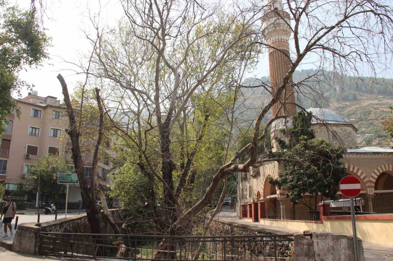 Asırlık çınarlar kurumaya başladı