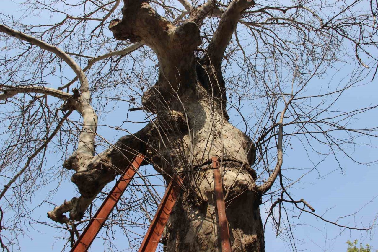 Asırlık çınarlar kurumaya başladı