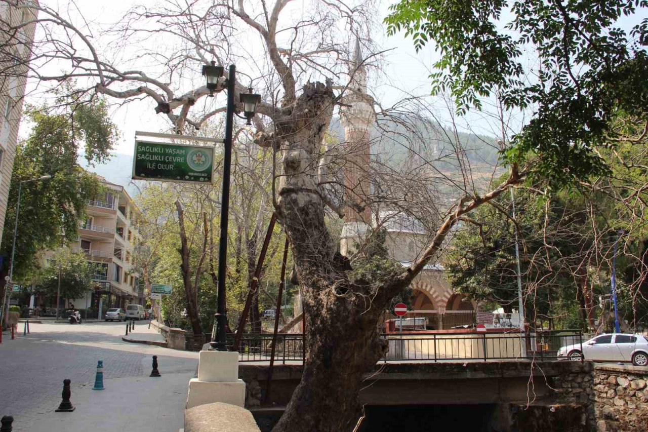 Asırlık çınarlar kurumaya başladı