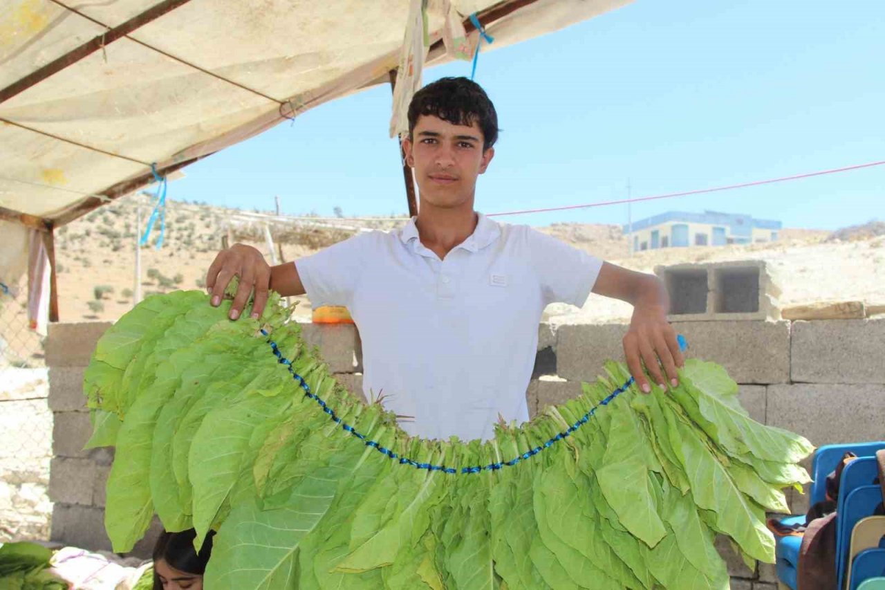 Mardin’de kavurucu sıcakta zorlu tütün mesaisi