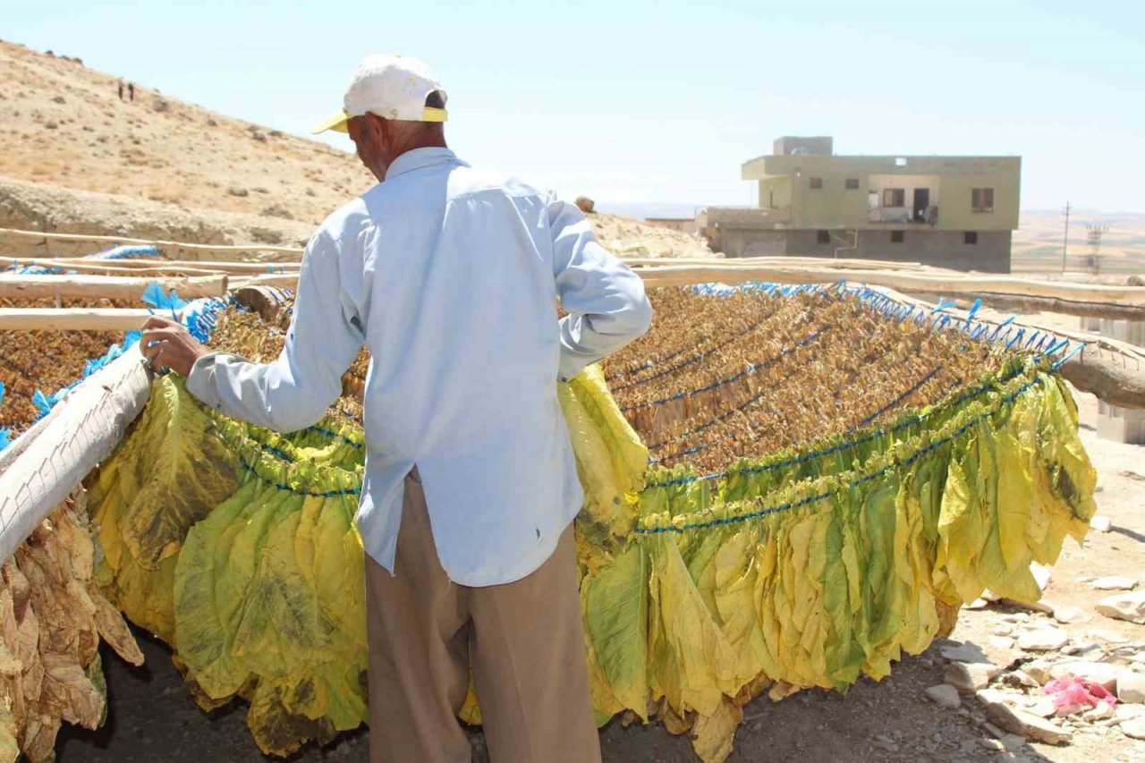 Mardin’de kavurucu sıcakta zorlu tütün mesaisi