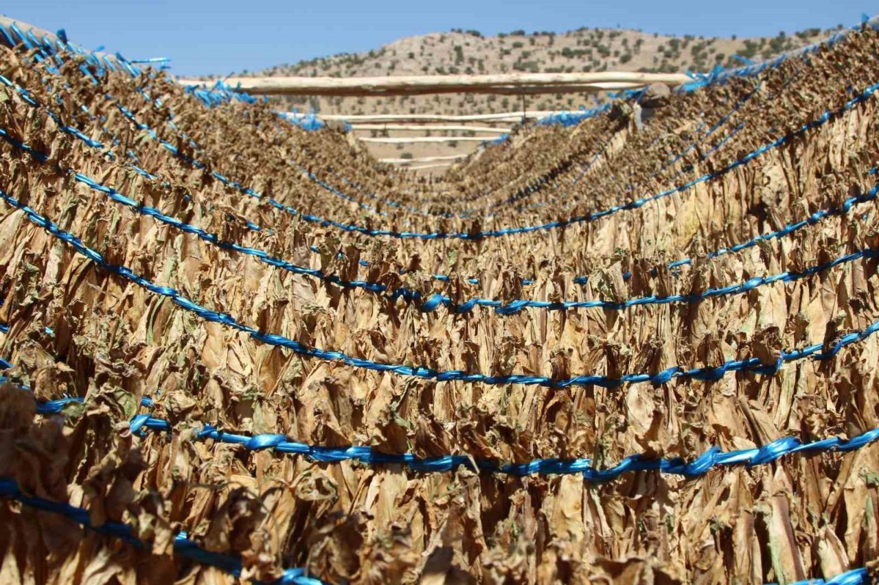 Mardin’de kavurucu sıcakta zorlu tütün mesaisi