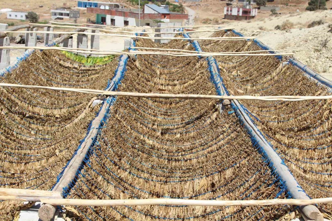 Mardin’de kavurucu sıcakta zorlu tütün mesaisi