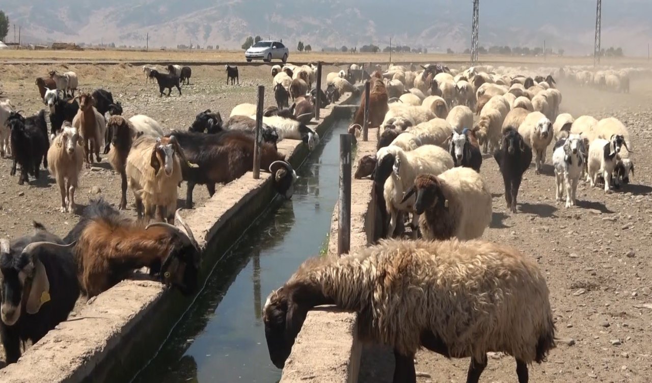 Hasat döneminin tamamlanmasıyla yaylacılar ovaya döndü