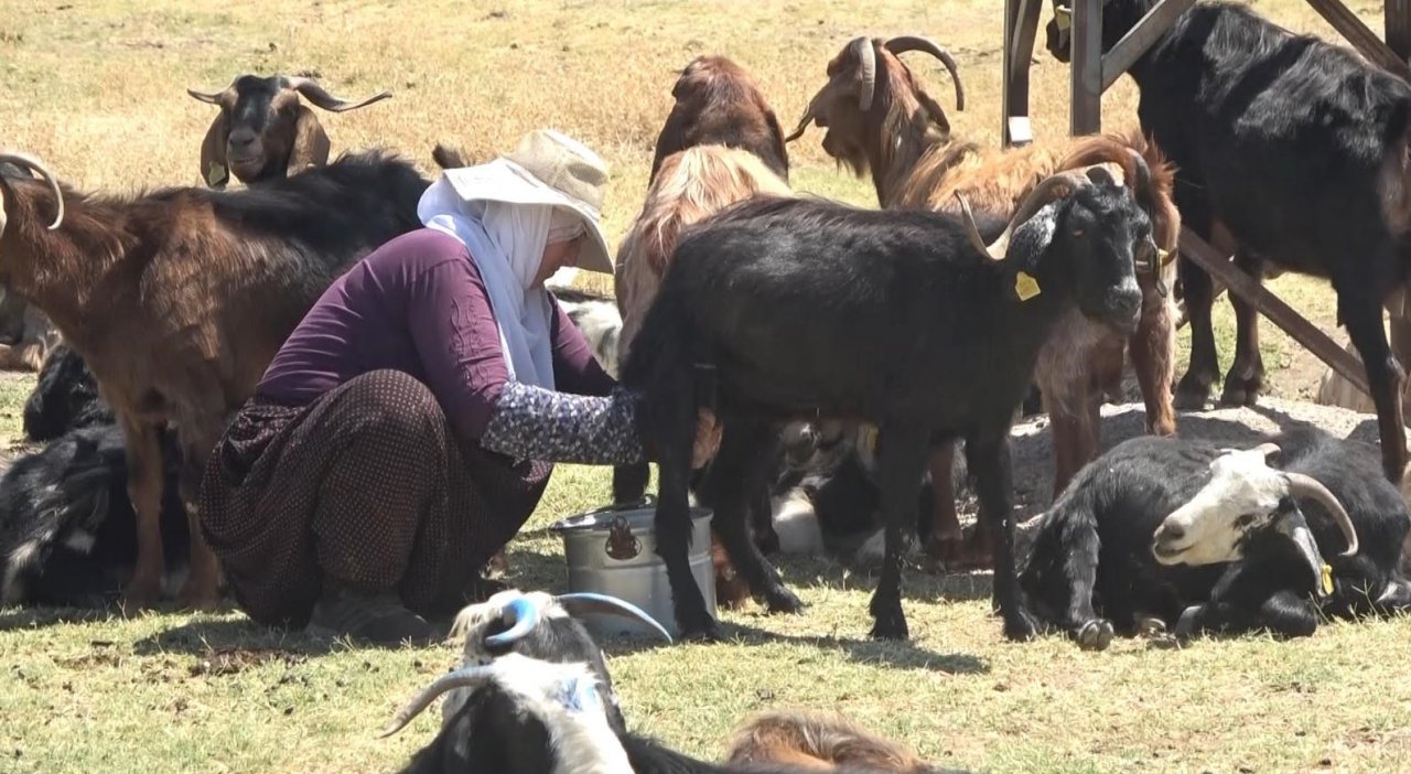 Hasat döneminin tamamlanmasıyla yaylacılar ovaya döndü