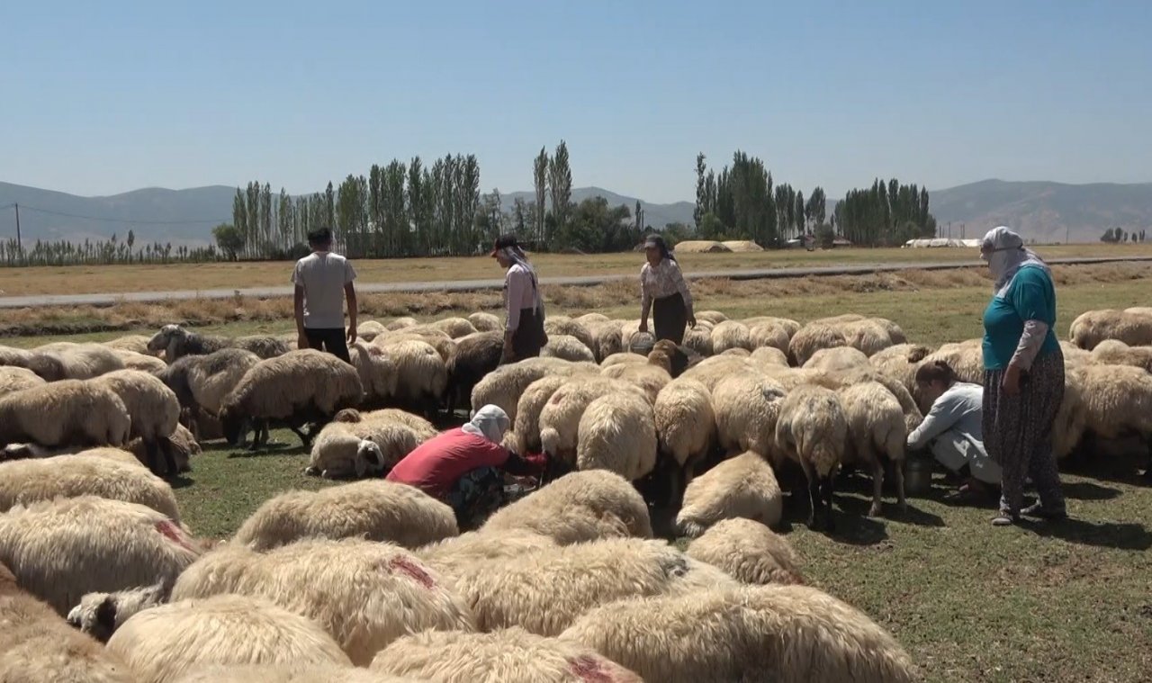 Hasat döneminin tamamlanmasıyla yaylacılar ovaya döndü