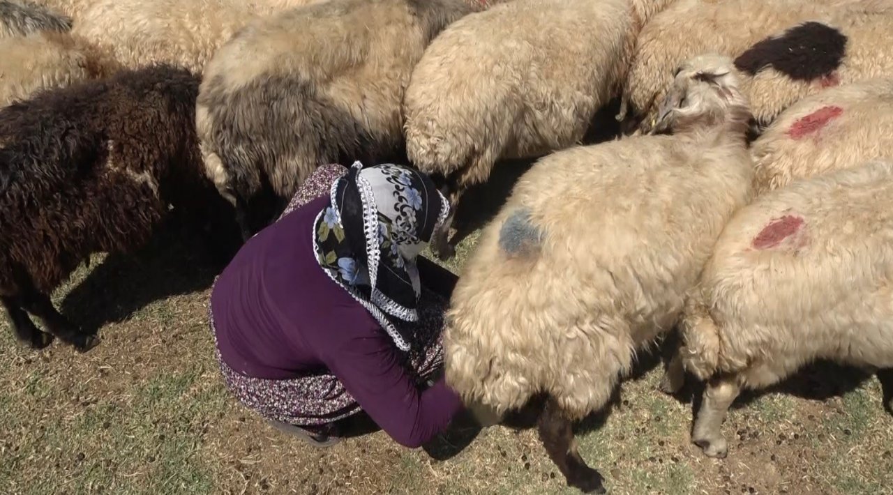 Hasat döneminin tamamlanmasıyla yaylacılar ovaya döndü