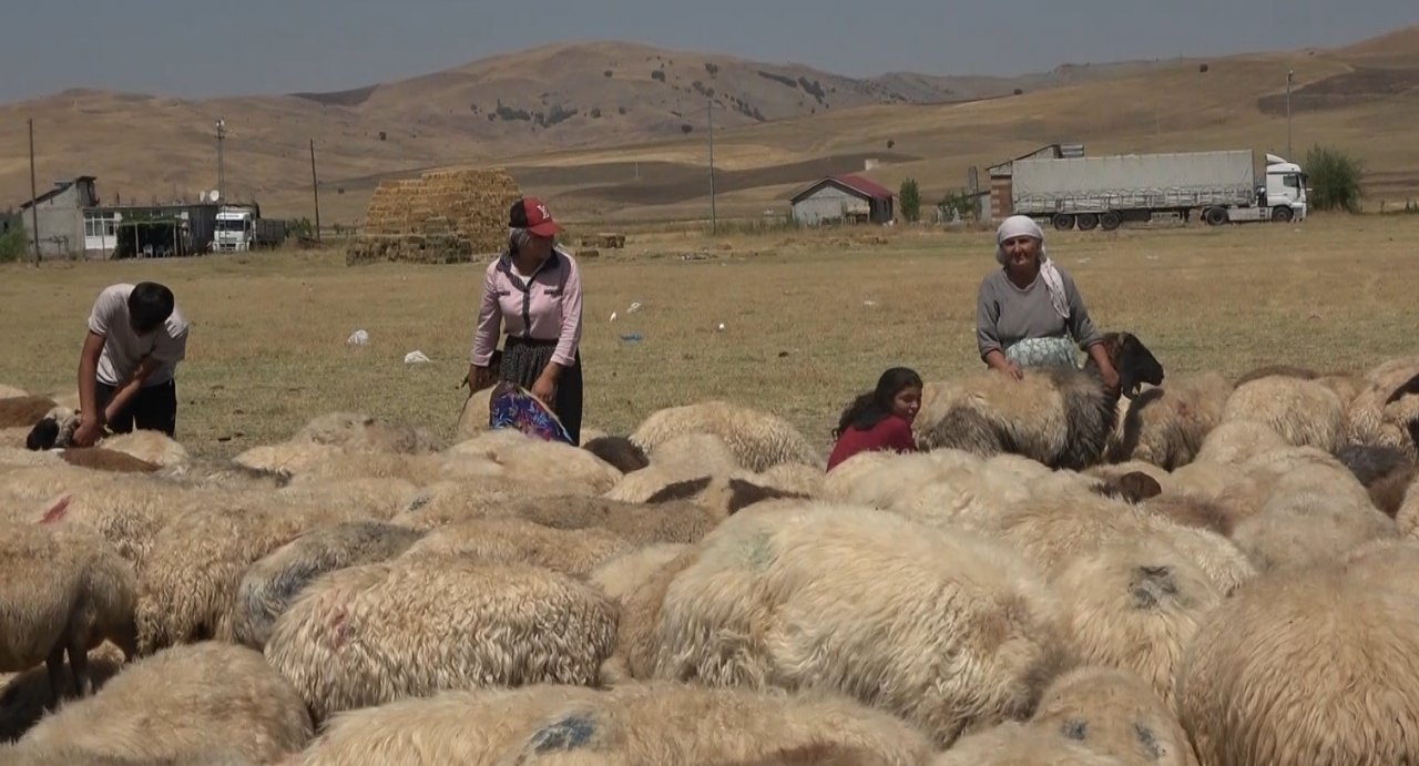 Hasat döneminin tamamlanmasıyla yaylacılar ovaya döndü