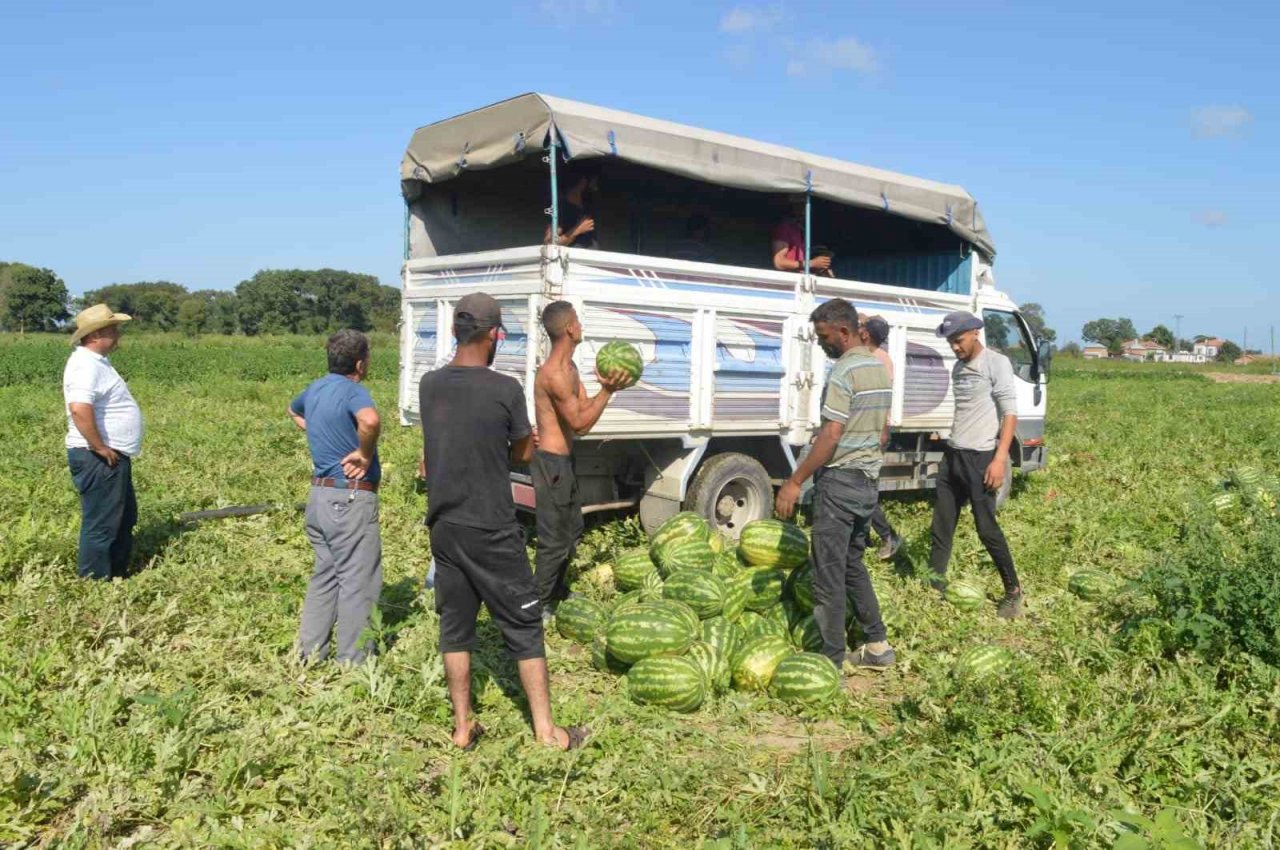 Bafra karpuzunda sona doğru
