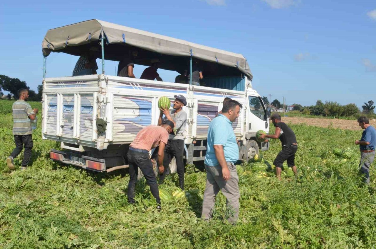 Bafra karpuzunda sona doğru