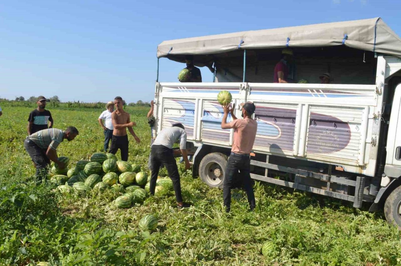 Bafra karpuzunda sona doğru