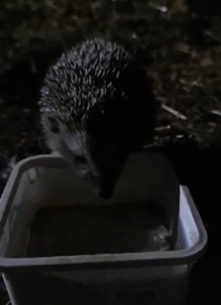 Yavru kirpi, su ihtiyacını gidermek için her gün evin bahçesine geliyor