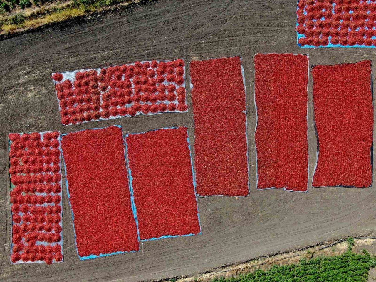 En acı hasat başladı