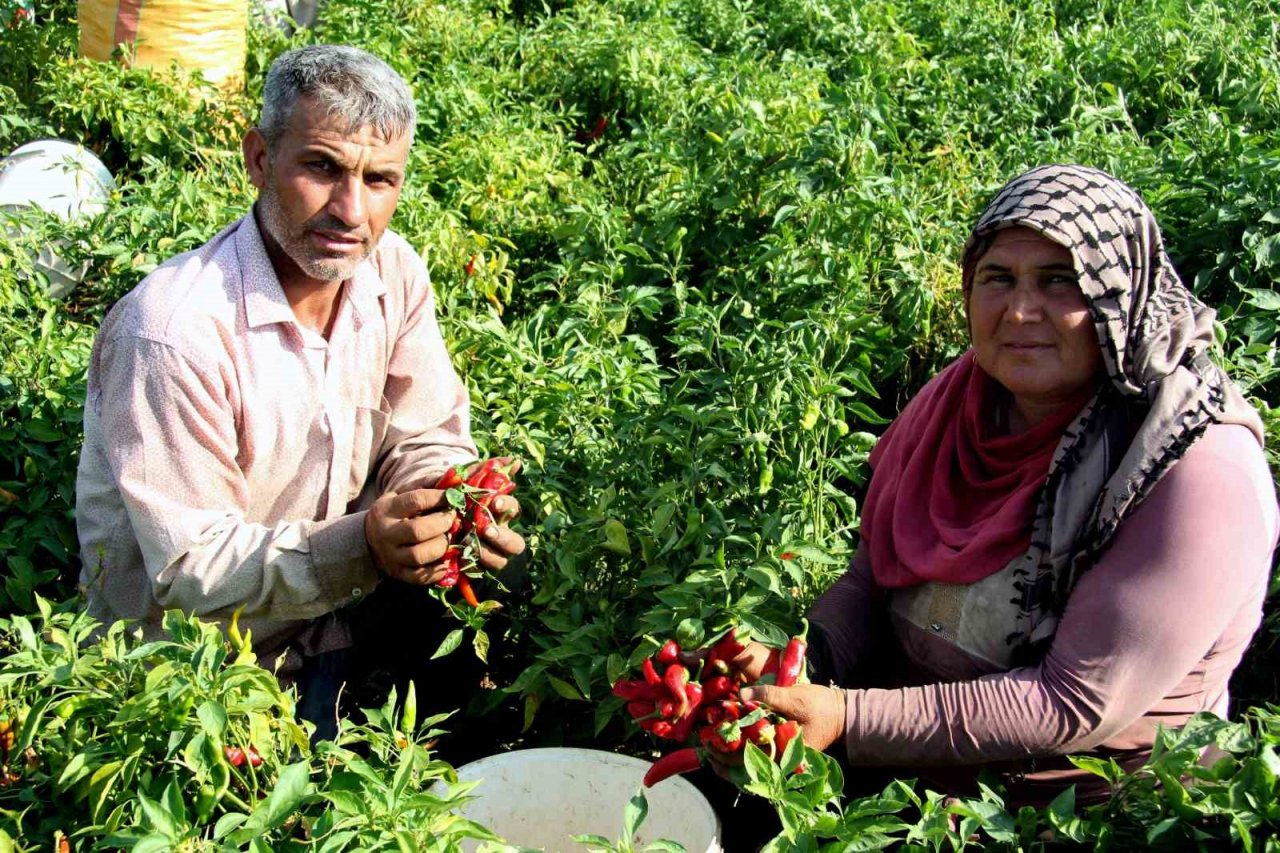 En acı hasat başladı