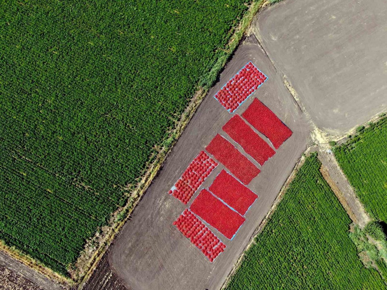 En acı hasat başladı