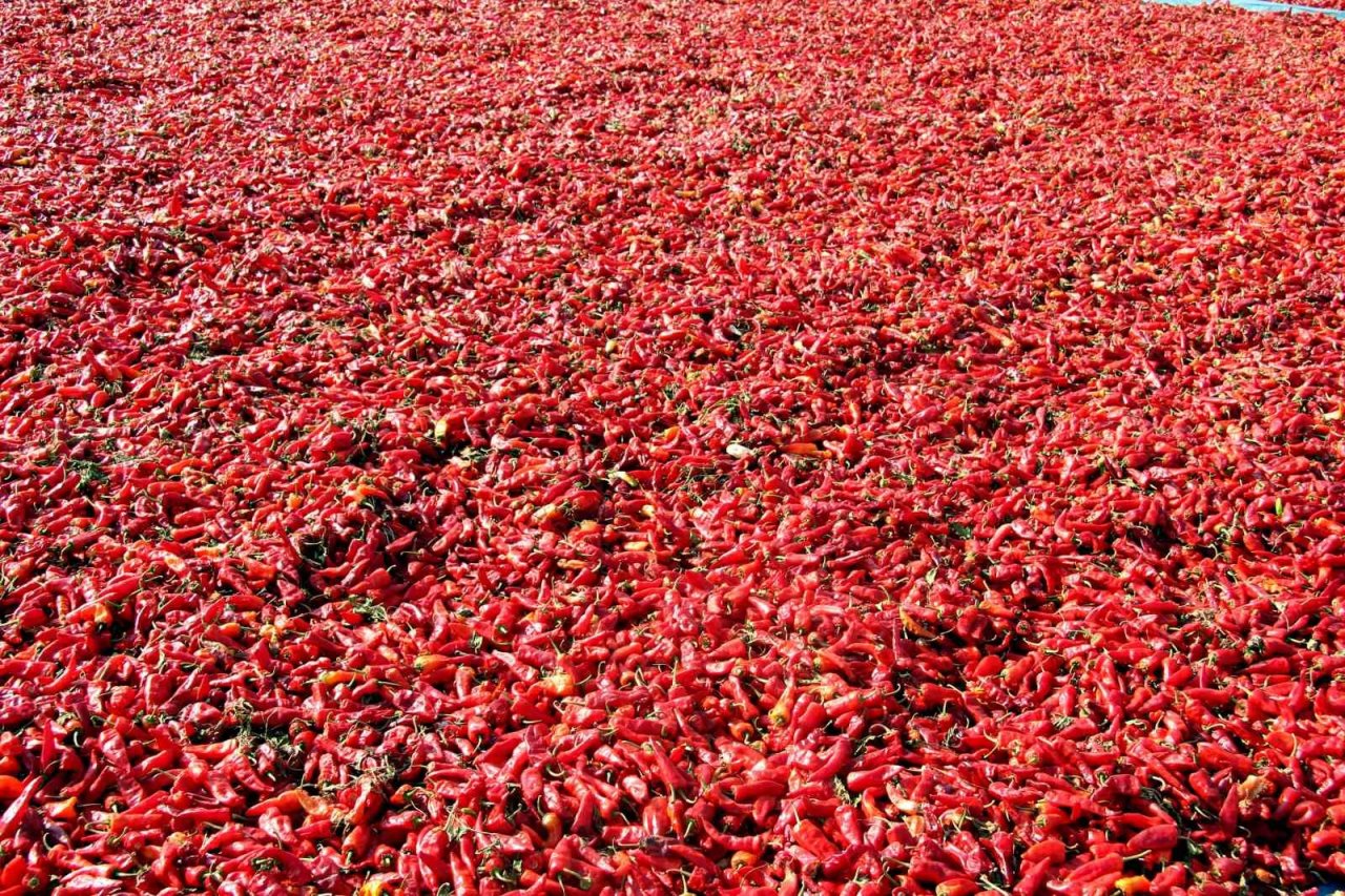 En acı hasat başladı