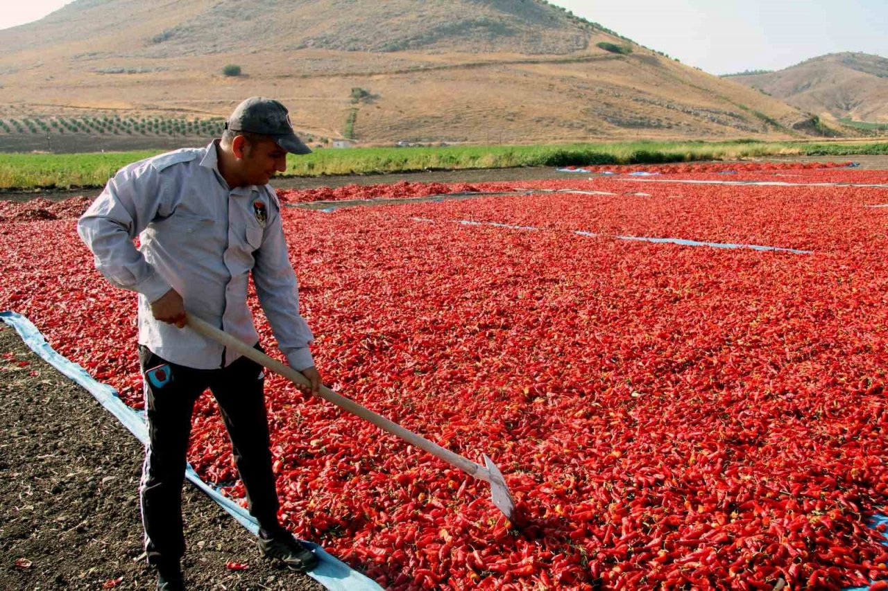 En acı hasat başladı