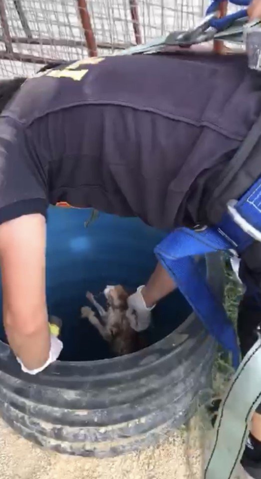 Uşak’ta kuyuya düşen kediyi itfaiye ekipleri kurtardı