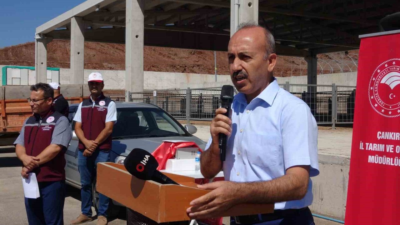 Çankırı’da üreticilere 110 adet koç dağıtıldı