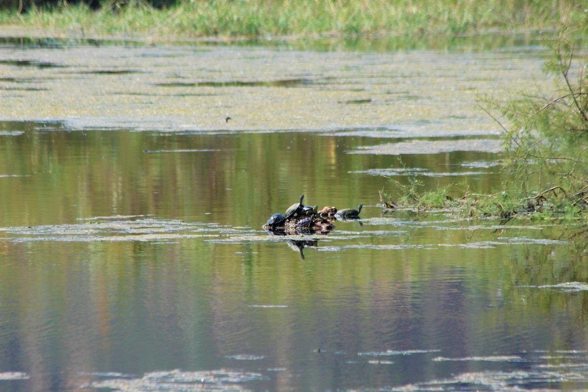 Başkan Sürücü: “Sulak alanların doldurulması derhal durdurulmalıdır”