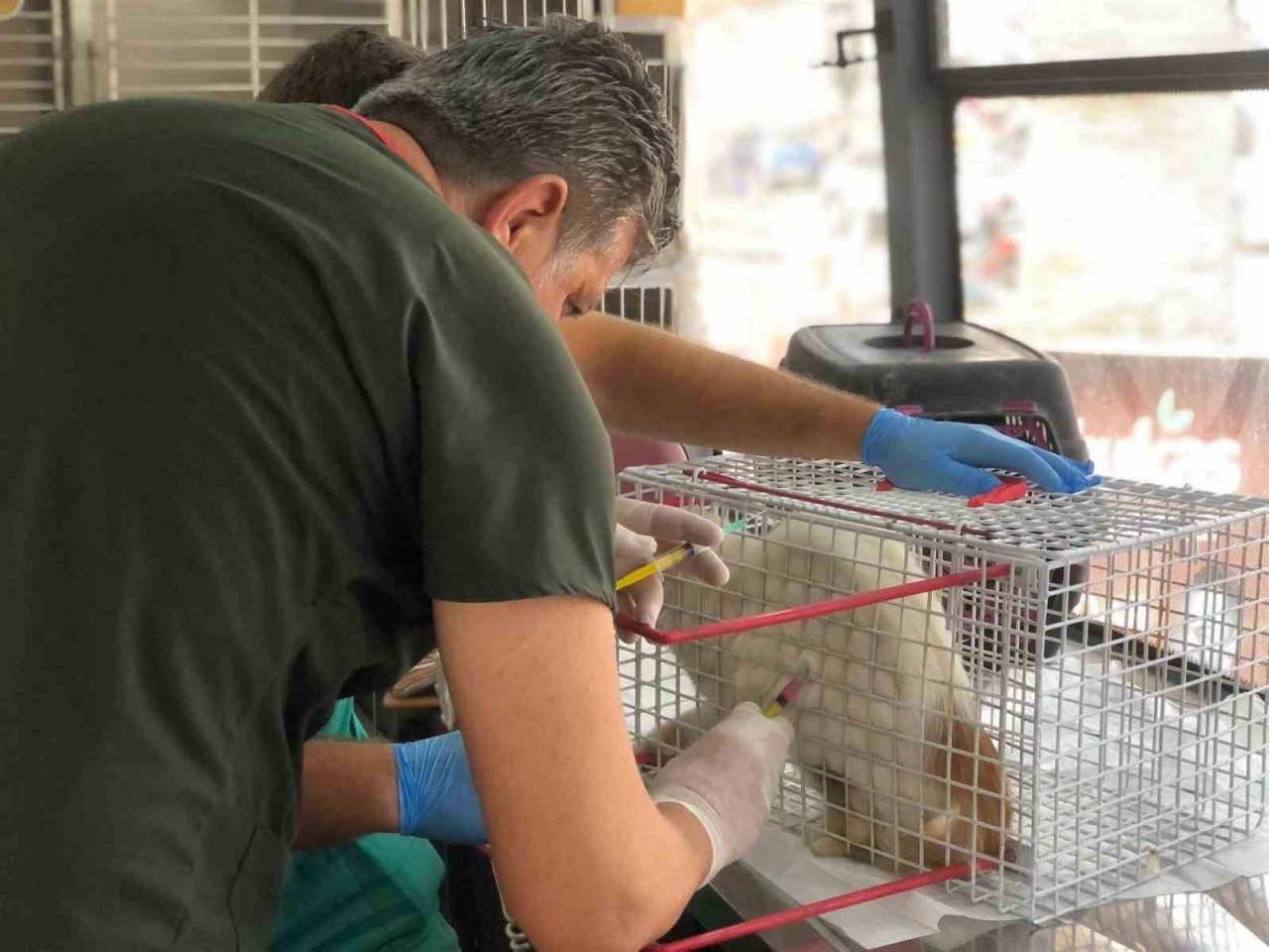 Büyükşehir, sokak hayvanları için var gücüyle çalışıyor