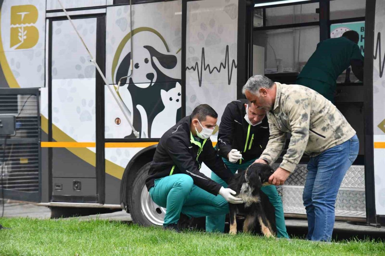 Büyükşehir, sokak hayvanları için var gücüyle çalışıyor